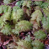Stair-step Moss (<em>Hylocomium splendens</em>)