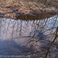 Thimbleberry Lake Trail Reflection