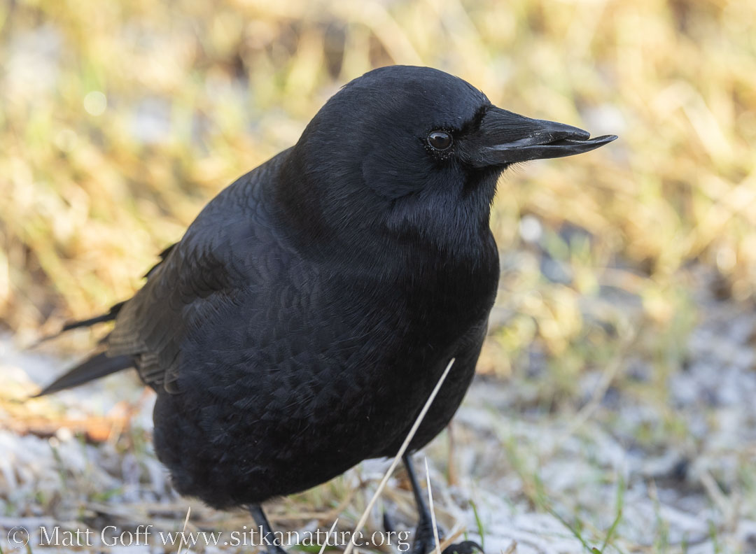 Crow with Deformed Beak