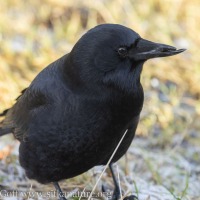 Crow with Deformed Beak