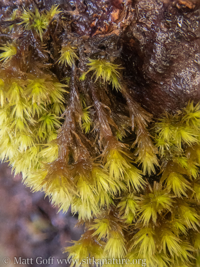 Frizzled Pincushion Moss (<em>Plenogemma phyllantha</em>)