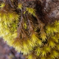 Frizzled Pincushion Moss (<em>Plenogemma phyllantha</em>)