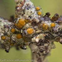 Lichen (<em>Caloplaca</em>?)