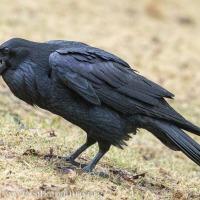 Raven Calling