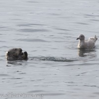 Sea Otter and Glaucous-winged Gull