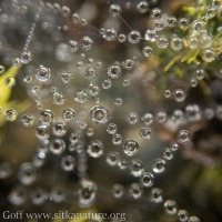 Water Drops on Spider Web
