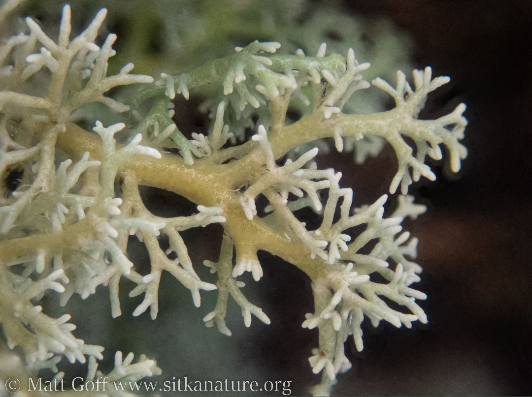 Coral Lichen (<em>Sphaerophorus</em>)