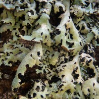 Shield Lichen (<em>Parmelia</em>