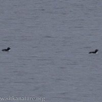 Horned Puffins at North End of Channel