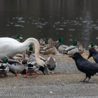 Birds at Swan Lake