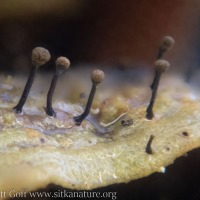 Polypore Pin Fungus (<em>Phaeocalicium polyporaeum</em>)