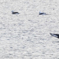 Horned Puffin and Ducks in the Channel