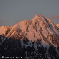 Alpenglow on the Middle Sister