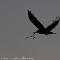 Raven Carrying a Branch