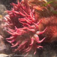 Fish-eating Anemone (<em>Urticina piscivora</em>)