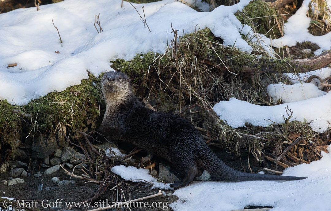 Backward Glance from a River Otter