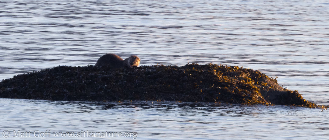 River Otter on Rock
