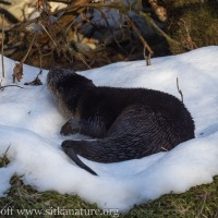 River Otter Rolling on the Snow
