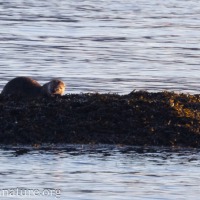 River Otter on Rock