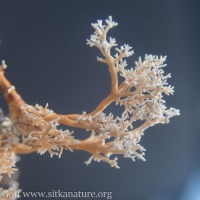 Lichen (<em>Sphaerophorus sp</em>)