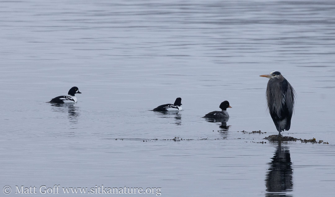 Barrow's Goldeneyes and a Great Blue Heron