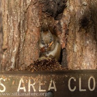 Guardian Red Squirrel