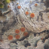 Firedot Lichen (<em>Caloplaca sp</em>)