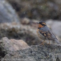 Male Varied Thrush with Falling Snow