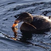 Pied-billed Grebe with Shrimp