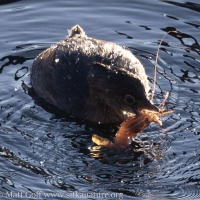 Pied-billed Grebe with Shrimp