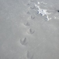 Tracks in the Ice