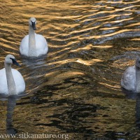 Trumpeter Swans on Starrigavan Creek
