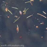 Seeds on the Water