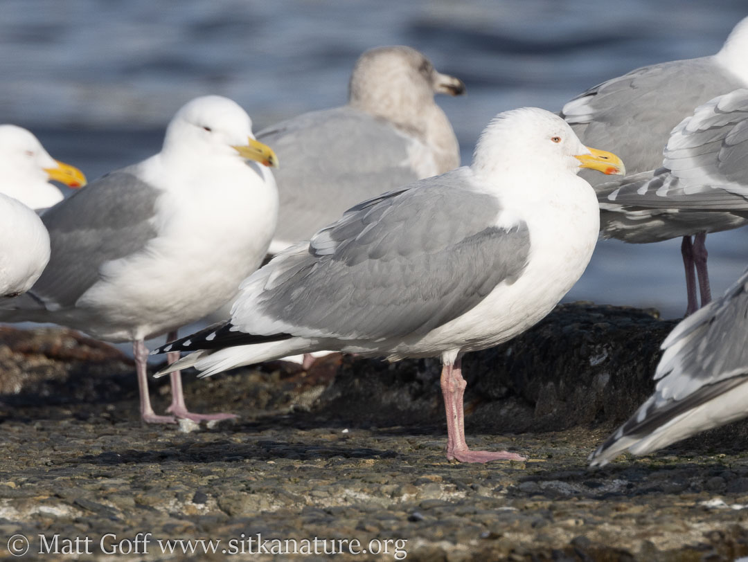 Cook Inlet Gull