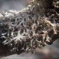 Fringed Rosette Lichen (<em>Physcia tenella</em>)