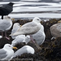 Iceland(?) Gull