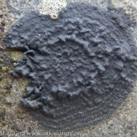 Black Lichen