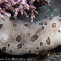Northern Leopard Nudibranch (<em>Diaulula odonoghuei</em>)