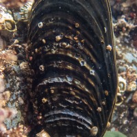 California Mussel (<em>Mytilus californianus</em>)