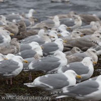 Gulls at the Channel