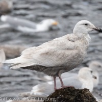 Large Pale Gull