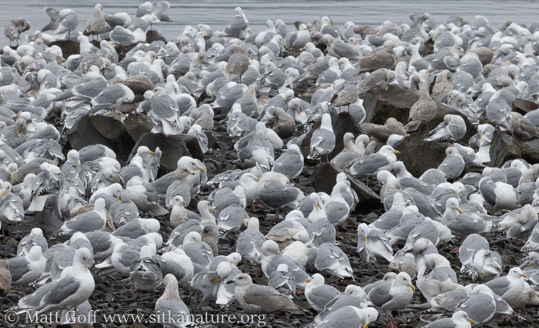 Gull Gathering