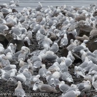 Gull Gathering