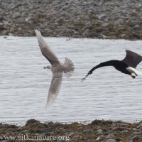 Bald Eagle Chasing Gull
