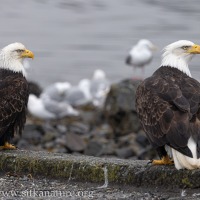Bald Eagles at the Channel
