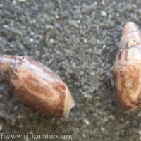 Dwarf Olive Snail (<em>Callianax alectona</em>)
