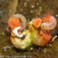 Spiral Tube Worms