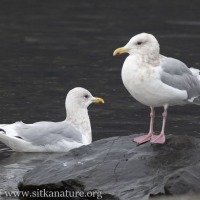 Thayer's Gull and Cook Inlet Gull