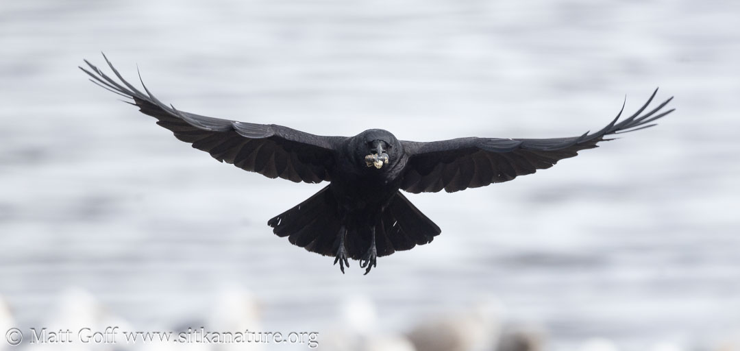 Crow with Mussel