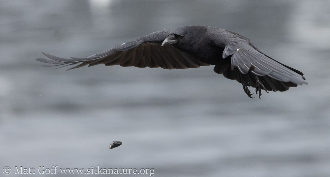 Crow and Falling Mussel